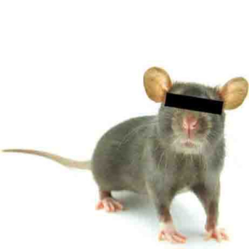 Anoni Mouse