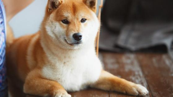 Fallece Kabosu, el icónico perro Shiba Inu que inspiró Dogecoin