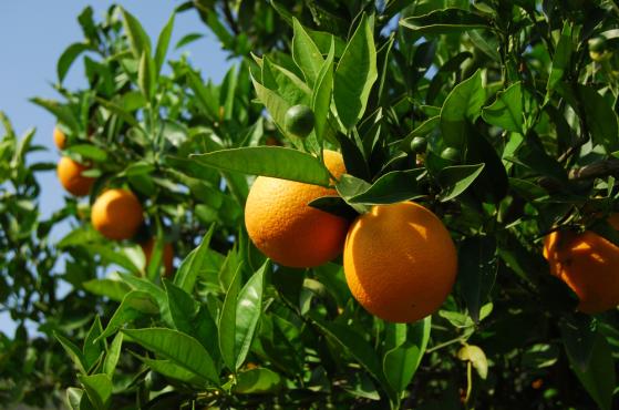 Explicación del aumento del precio del jugo de naranja y qué sucederá después