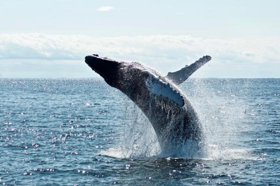 El valor de mercado de Tellor (TRB) se duplica en una semana en medio del aumento de la actividad de las ballenas
