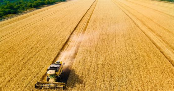Los precios del maíz y el trigo suben cuando Rusia termina el acuerdo de granos del Mar Negro