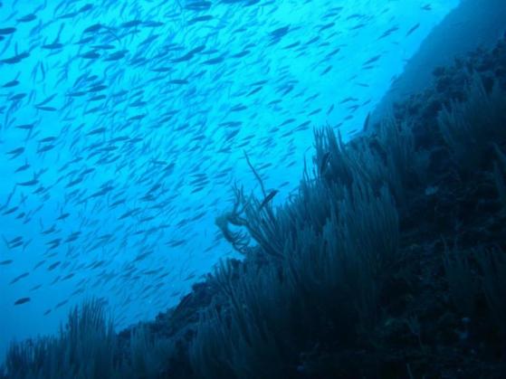 El fondo de transición climática Altérra invertirá 2.000 millones de dólares con BlackRock 