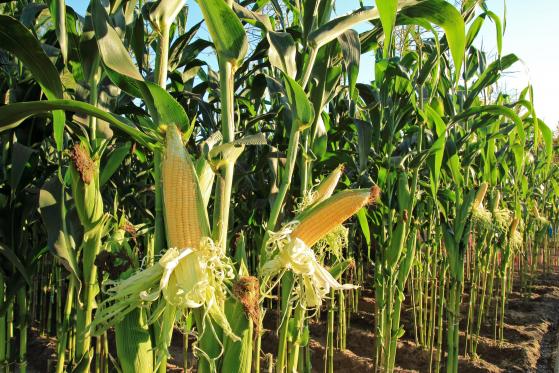El precio del maíz cruza el 'punto de no retorno' después del acuerdo de granos con Rusia