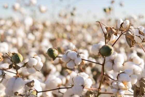 Análisis del precio del algodón a medida que la volatilidad retrocede a mínimos de 2021