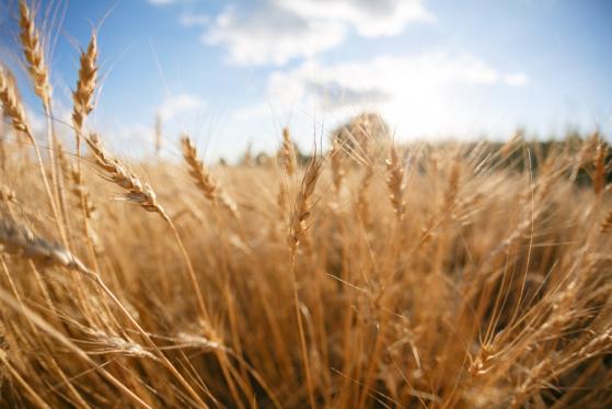 Precios de futuros del trigo caen a $6.2 por bushel en junio, el más bajo en un mes