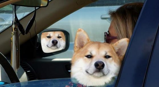 Can a Tesla DOGE launch if it is crossed with a Shiba Inu?