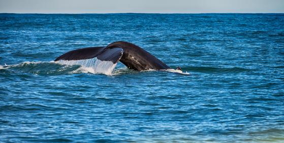 Ballena inactiva durante 2 años vende BNB por 2,3 millones de dólares