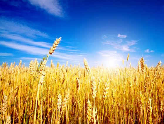 Pronóstico del precio del trigo a medida que la implacable liquidación gana fuerza