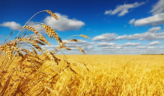 Pronóstico del precio del trigo: no se vislumbra el final de esta tendencia bajista