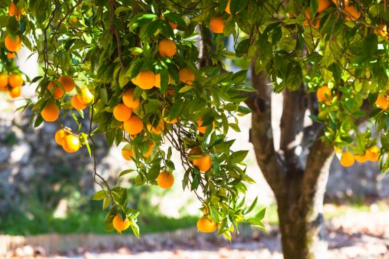 El precio del jugo de naranja retrocede a medida que comienza la temporada de cosecha de Brasil