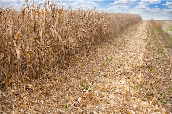 Análisis del precio del maíz a medida que la producción argentina retrocede